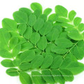 Factory direct organic high purity Moringa oleifera leaf powder Moringa oleifera leaf extract